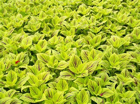 Neither the flowers nor the fruit are ornamentally significant. Gays Delight Coleus | Clesen Wholesale | Flickr