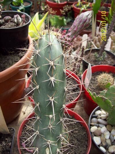 En nuestra visita al jardín de cactus de la isla de lanzarote, hemos tomado fotos de cactus originales y sorprendentes para ti. Harrisia