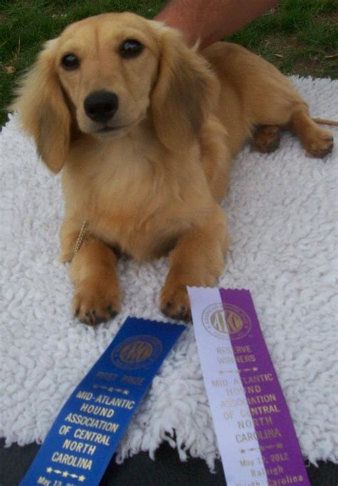 Read this guide on dachshund breeding and the best practices when breeding dachshunds focusing on great health. Long haired dachshund puppies nc > ONETTECHNOLOGIESINDIA.COM