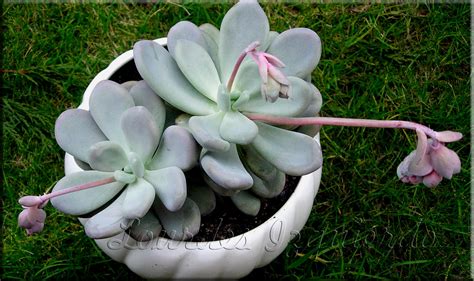 Pachyphytum bracteosum is a perennial. Pachyphytum bracteosum | Lourdes | Flickr