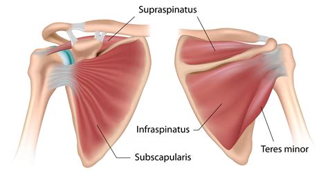 Grab some quick facts on each shoulder muscle right here. The Role of the Shoulder Girdle in the Golf Swing ...