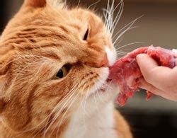 / l'alimentazione casalinga per il gatto domestico è un'alternativa interessante alla dieta a base di cibi industriali e alla più radicale dieta b.a.r.f. L'alimentazione casalinga del gatto: come calcolare i ...