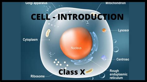 Learn about the similarities and differences between in both animals and plants, cells generally become specialized to perform certain functions. ICSE Class 10 | Cell | L1 DIFFERENCE B/W PLANT & ANIMAL ...