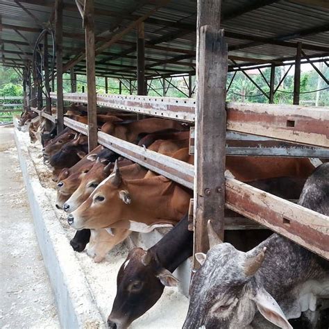 Salam wirausaha ternak kambing unggulan kami adalah peternak kambing peranakan etawa kaligesing atau saat ini namanya sudah berubah. JUALAN KAMBING BEBIRI LEMBU AKIKAH KORBAN DI GOMBAK AGROFARM