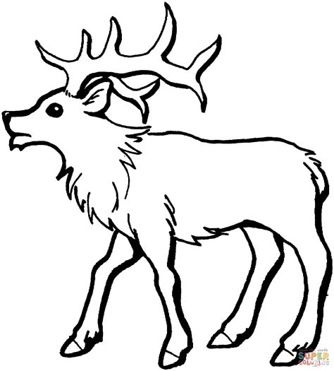 In autumn, males lose their unique horns in the form of a plow or a shovel. Free Printable Elk Coloring Pages - Coloring Home