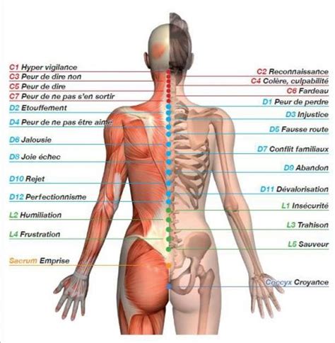 Vous avez soulevé junior sans prendre garde, en vous baissant (et. LE DOS EN FORME - Bien être, santé, relaxation, massage ...