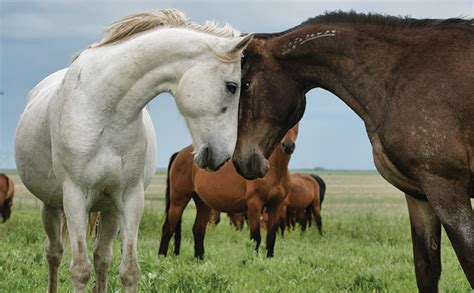 Are you interested in knowing how much does a mustang horse cost? Wild Mustangs of the Flint Hills - KANSAS! magazine