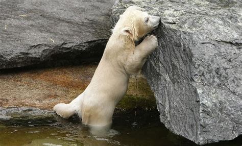 Who can resist clicking through a photo gallery dedicated to the polar bear cub the toronto zoo unveiled last week? Toronto Zoo Asking You To Help Name Baby Polar Bear