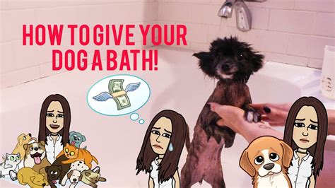 Just give your dog a flea treatment and want to give them a bath? HOW TO: GIVE YOUR DOG A BATH! - YouTube