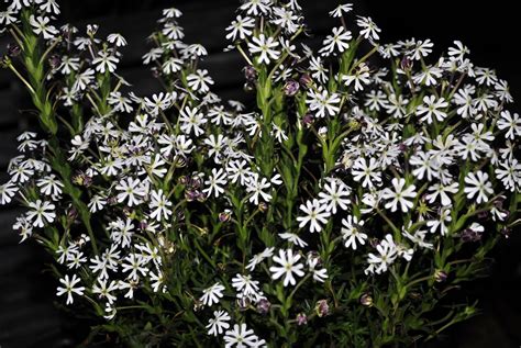 The clusters of pure white pinwheel flowers are brushed with maroon on. Night Scented Flocks | David's Garden Diary