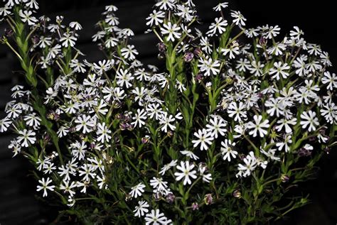 Scented night phlox zaluzianskya ovata. Night Scented Flocks | David's Garden Diary