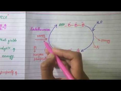 It can add and remove phosphate molecules to form different molecules. What Is The ATP/ADP Cycle? ( Adenosine Triphosphate) - YouTube