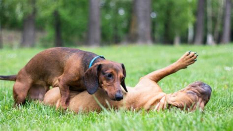 Te aconsejamos que, al detectarse cualquier sangrado en su zona genital, tanto en hembras como en machos, debe acudirse lo antes posible con un médico veterinario especialista en. Cuanto Tiempo Duran Las Perras En Celo - Noticias del Perro