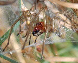 Ein biss ist schmerzhaft, anfänglich brennend und stechend. Der Ammen-Dornfinger (Cheiracanthium punctorium ...