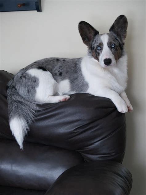 See more of cardigan welsh corgi puppies on facebook. Magnum | Corgi, Welsh corgi puppies, Merle corgi