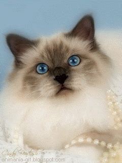 Not like you needed a reason to look at adorable, hilarious cats, but it's 100 percent proven fact that they make you happy. 3D Gif Animations - Free download i love you images photo ...