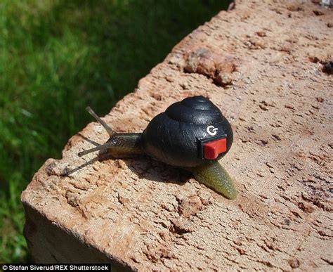 Picart has published a small booklet titled escargots from your garden to your table. it contains highly amusing snail lore and tells in fascinating detail how to grow your own. Swedish artist Stefan Siverud decorates snails' shells to ...