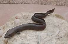 eel freshwater eels fascinating