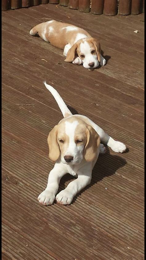 Beagle pictures positive dog training. Cutest Lemon Beagle Puppy | Beagle Puppy