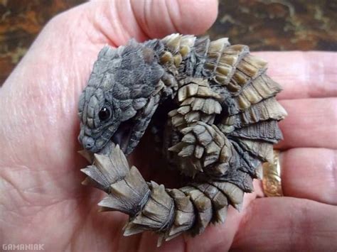 Dragons are thousands of times heavier than even the heftiest pterosaurs. Zonure en boule ressemble à un dragon (Lézard d'Armardille ...
