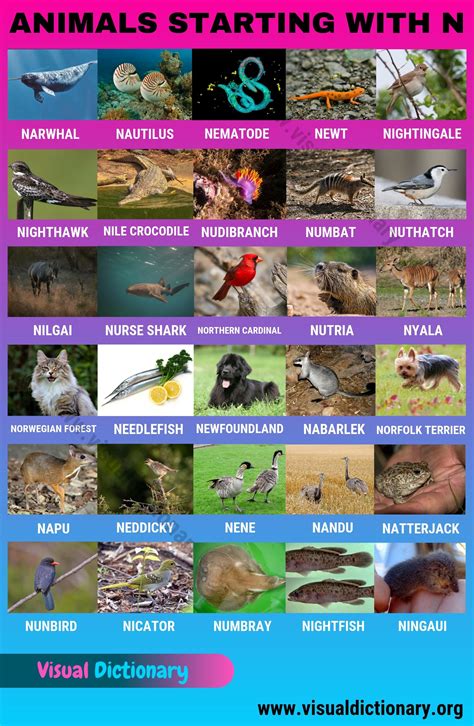 Read below for information on 15 different animals that start with the letter n, from neanderthal to nurse sharks. Animals that Start with N: 30 Beautiful Animals Starting ...