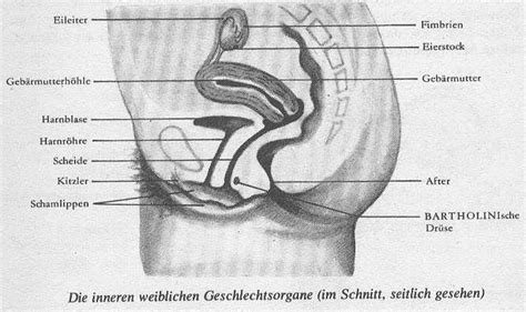 Eine wichtige aufgabe der äußeren geschlechtsorgane besteht darin, den reiz zum geschlechtsverkehr zu empfangen und während des geschlechtsverkehrs das lustempfinden auszulösen und zu steigern. frauenarztbesuch.de ::: Bild zu Seite fa19.htm