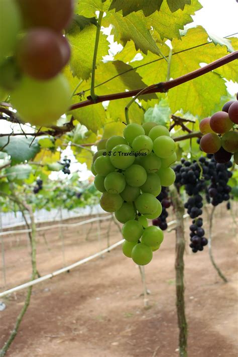 Kc kwang & sons grape farm. Grape Farm Cameron Highlands | Sweet Corn at Cameron ...
