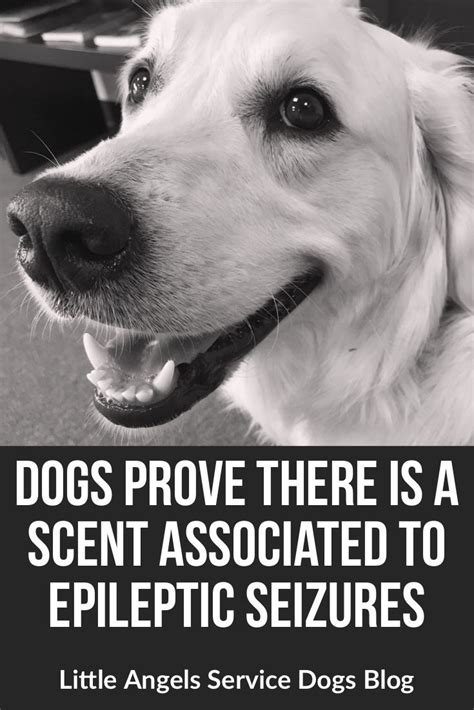 Whether it's taking your dog for a therapeutic visit to a nursing home or taking them to a home to provide some quality emotional support, it will get you. Dogs Prove There is a Scent Associated to Epileptic ...