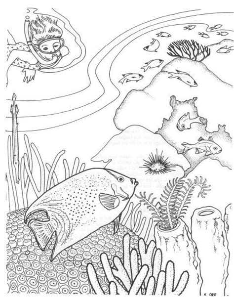 Today, i suggest coral reef fish coloring pages for you, this content is similar with rabbit coloring book pages. 7 best images about Coral reef coloring pages on Pinterest