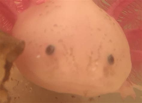 There is always a slim chance of the axolotl baby being a rare blue. My blue eyed baby : axolotls