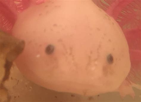 Maybe you would like to learn more about one of these? My blue eyed baby : axolotls