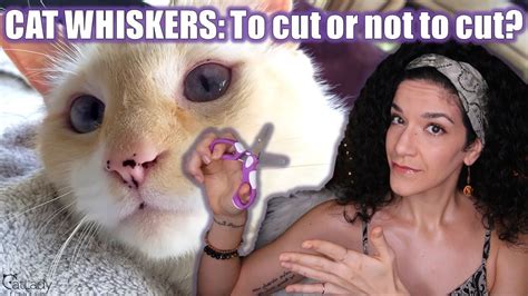 Whether cats are cute because of their whiskers or whiskers are cute because they come on cats, one thing is certain: Should you TRIM or cut your cat's whiskers? (Let's talk ...