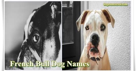 Lili, cissy, lazania and billy. French Bulldog Names- The Perfect Name for Male and Female ...