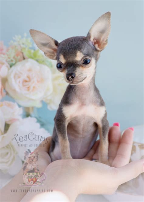 (deposits will not be refunded) puppies must be picked up or shipped within 10 days of being notified that the puppy is ready to go. Teacup Chihuahuas and Chihuahua Puppies For Sale by ...