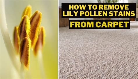 Maybe you would like to learn more about one of these? How to Remove Lily Pollen Stains from Carpet | Complete Guide