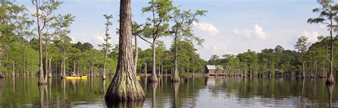 See what's being done here. George L. Smith State Park