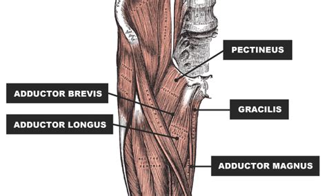 Gluteus maximus is a large muscle of the hip that arises from the posterior gluteal line of the inner upper ilium, and the rough portion of bone including the muscles and ligaments work in a reciprocal fashion at the hip joint. Groin Injury: Comprehensive Recovery Guide | rugbystore Blog