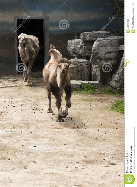 Camel's hump state park does not have an entrance or office. The camel stock photo. Image of curved, animal, camel ...