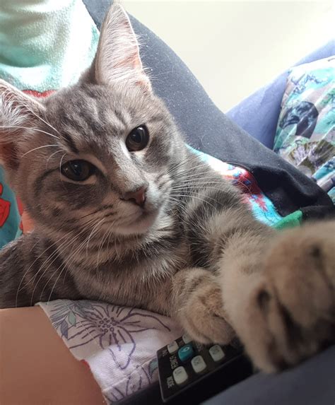 Very affectionate young Male cat seeking new home