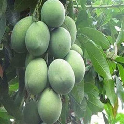 Harga buah mangga harum manis di pasaran (tahunan) harga mangga harum manis boleh tahan mahalnya berbanding mangga lain. Jual Bibit pohon mangga harum manis tinggi 1.5 meter - 2 ...