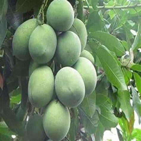 Beli mangga harum manis online berkualitas dengan harga murah terbaru 2021 di tokopedia! Jual Bibit pohon mangga harum manis tinggi 1.5 meter - 2 ...