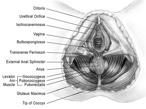 Anatomy of the female pelvis by raj kumar 121214 views. Jagged Little Pill: How Oral Contraceptives Wreak Havoc on ...