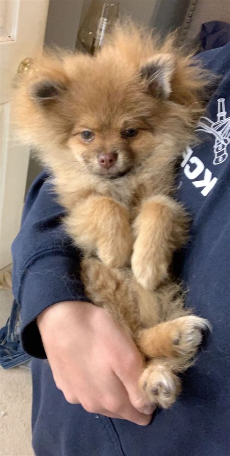 Last updated 2 minutes ago: Pomeranian Puppies For Sale | Kansas City, MO #312894