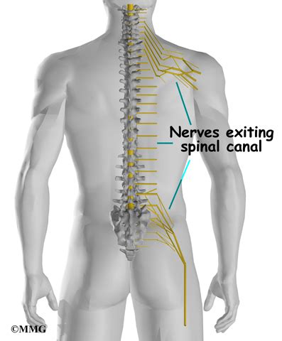 The upper left back area includes left side of neck, the left shoulder area, shoulder blades, region behind the chest and ribs on the left side and middle upper left back pain can be a result of various causes, more commonly musculoskeletal conditions but sometimes it can be related to other causes. Lumbar Spine Anatomy | Orthogate