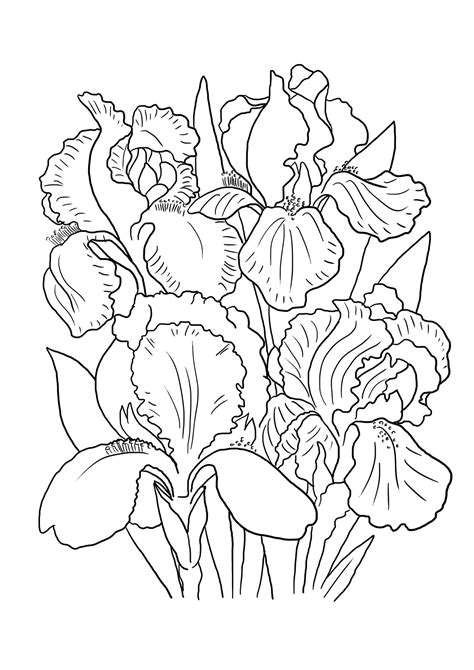 Top 25 flowers coloring pages for preschoolers: Iris Coloring Page at GetColorings.com | Free printable ...