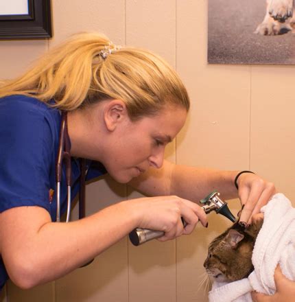 We'll care for your pet! Dog & Cat Wellness Plan - Visit Your Animal Hospital In ...