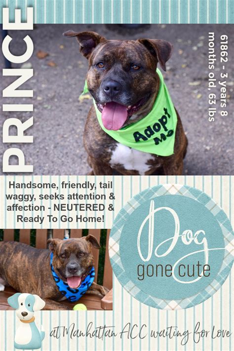 Maximum price $59522, minimum price $29925. Must Love Dogs - Saving NYC Dogs - SAFE!!! RETURNED :( 4/3 ...