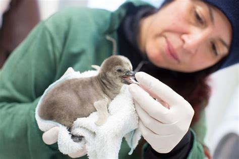 Escape the urban jungle and head for whipsnade for the perfect family day out. ZooBorns