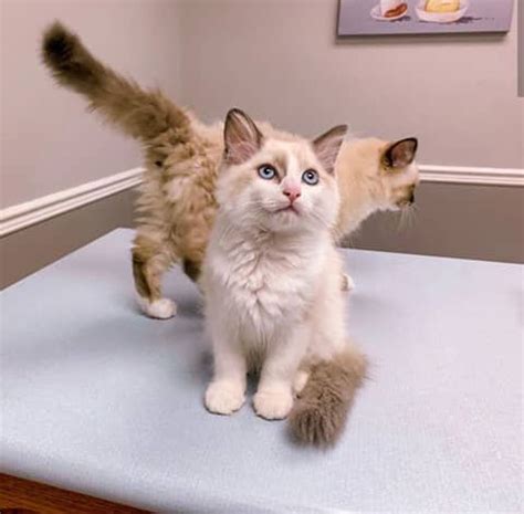 We are pleased to be a part of wonderful breed. Ragdoll Kittens for Sale in Las Vegas, Nevada