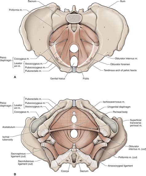 Muscles of the true pelvis. pelvic floor muscles | Pelvis anatomy, Pelvic floor ...